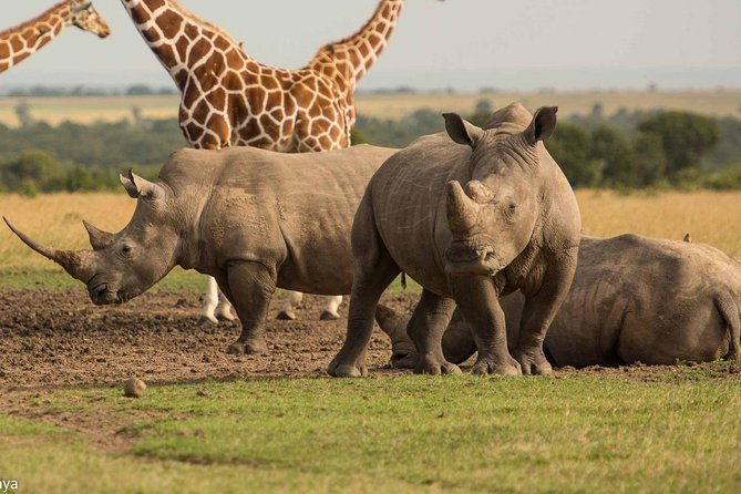Rhinos